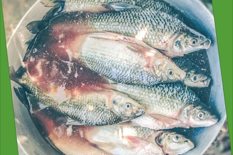 Плавниковая гниль – заболевание рыб, требующее особого внимания специалистов