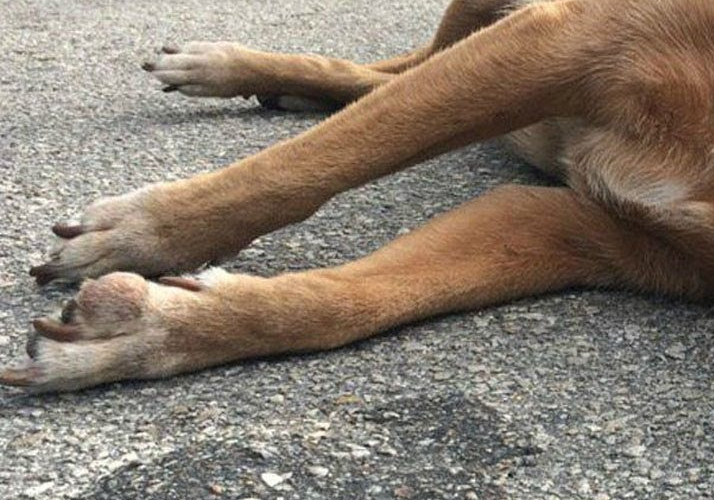 Массовое отравление собак в садоводческих товариществах Краснодара