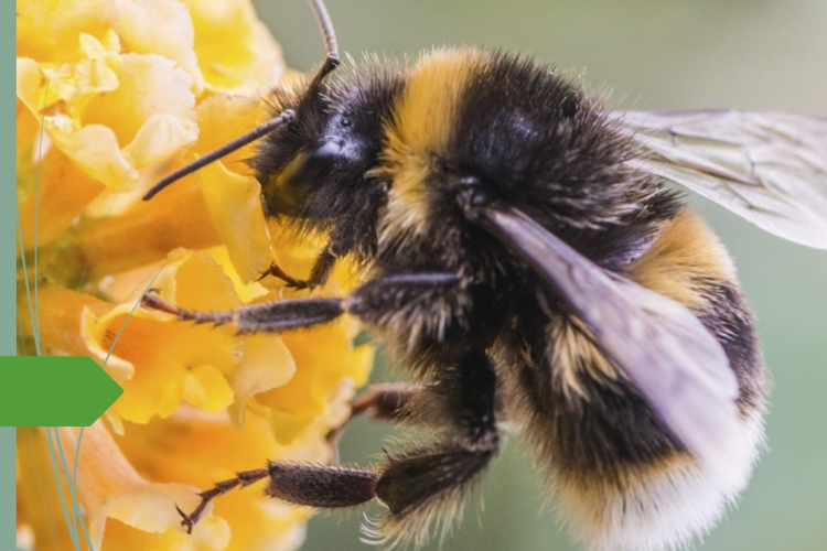Сальмонеллёзы. Особое место в инфекционной патологии пчёл