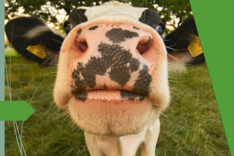 В свежем молоке обнаружено повышенное содержание мочевины