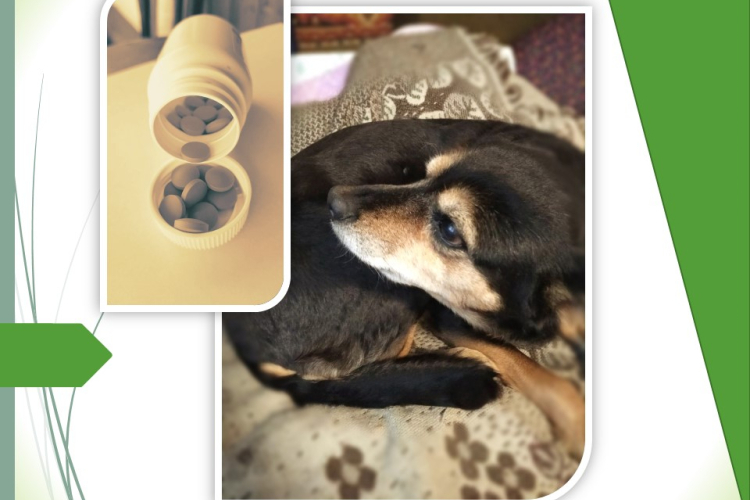 Упорная жестокость. Новые случаи отравления собак на Кубани