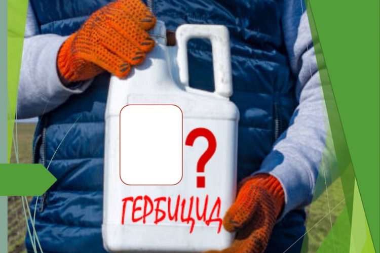 Обнаружен поддельный препарат для борьбы с сорняками в посевах подсолнечника