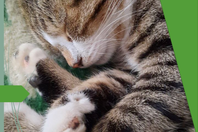 Выделены возбудители смешанной кишечной инфекции у кота