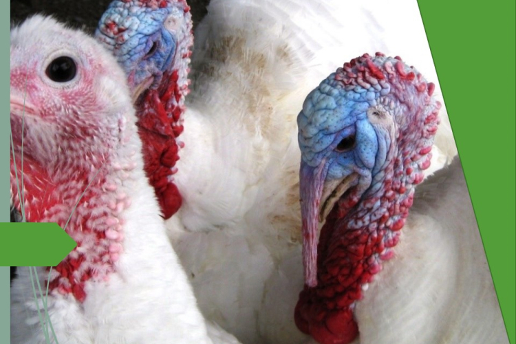 «Черная голова». Без лечения птица гибнет