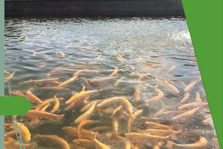 Профилактика болезней снижает ущерб рыбоводческих хозяйств