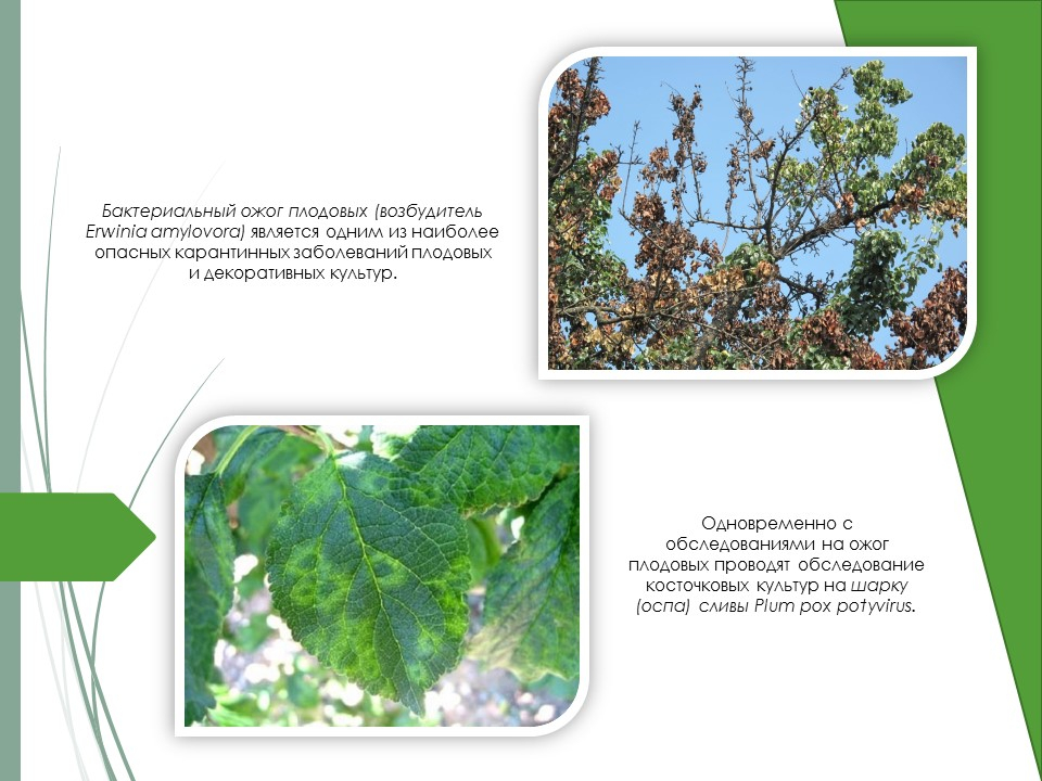 Фитосанитарное направление » Скажи болезням деревьев нет – почему важноиспользовать сертифицированный посадочный материал