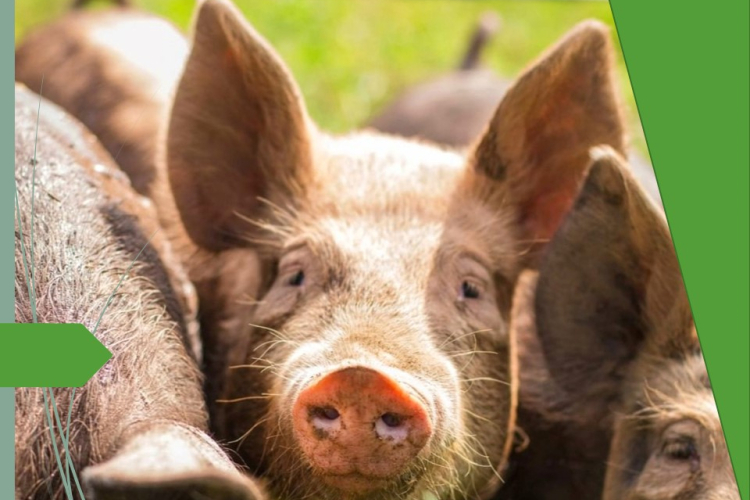 Выделен генетический материал микоплазмоза у свиньи