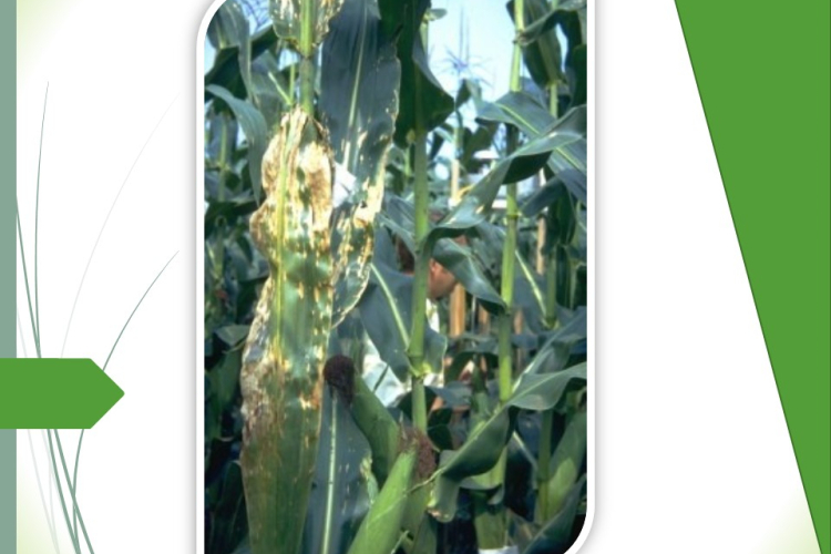 Пятнистость листьев кукурузы: болезнь ведет к потере урожая