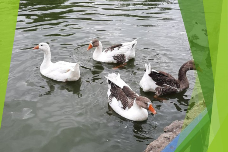 Острая вирусная болезнь – грипп птиц штамм H5N1