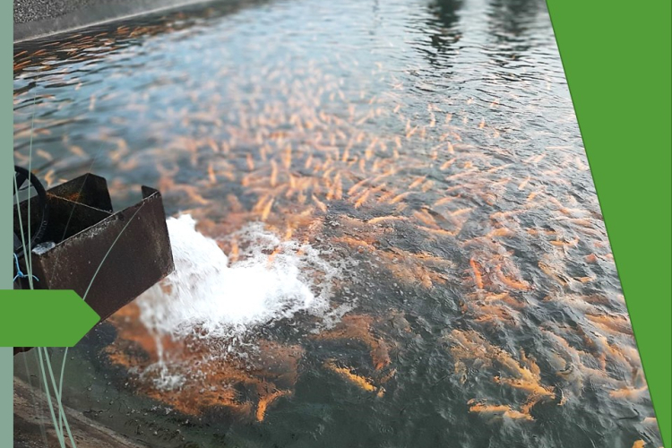 Специалист ФГБУ «Краснодарская МВЛ» приняла участие в отборе проб на племенном форелеводческом заводе