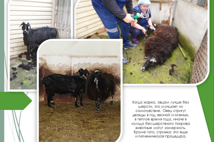 В виварии ФГБУ «Краснодарская МВЛ» подстригли двух овечек