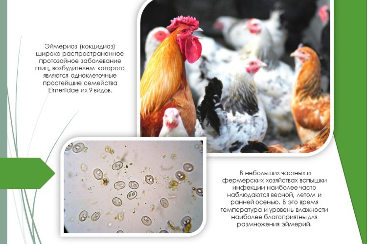 Обнаружен эймериоз у цыплят