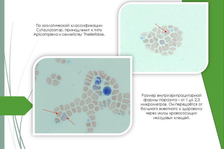 У собаки обнаружено редкое кровепаразитарное заболевание
