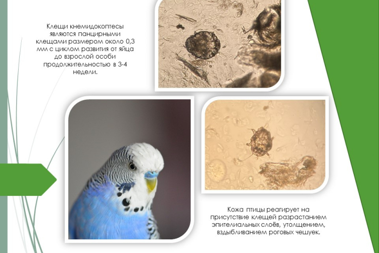 У волнистого попугая выявлено клещевое заболевание – кнемидокоптоз