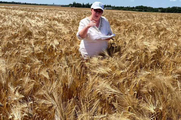 Апробацию озимых пшеницы и ячменя в НПХ Кубань проводят сотрудники Гулькевичской лаборатории