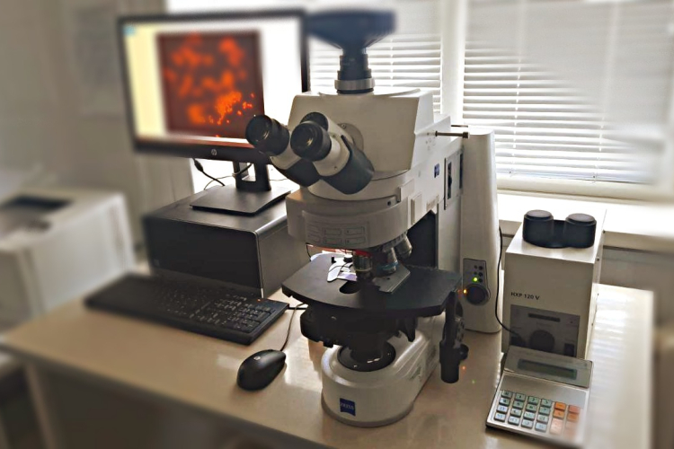 При проведении комплексного клинического лабораторного обследования кота обнаружены признаки поражения поджелудочной железы