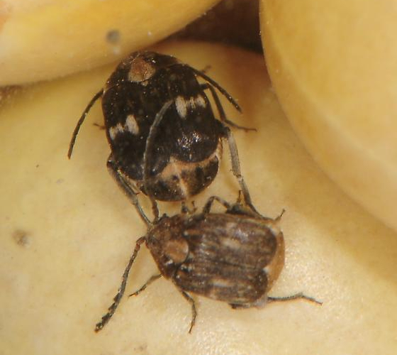 Вредный жук бразильская бобовая зерновка