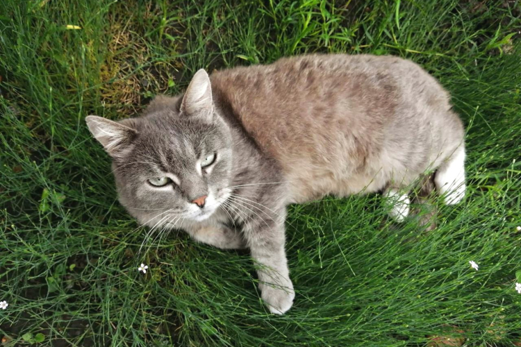 Владельцам на заметку: если вы впервые взяли животное в дом