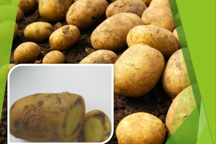 При исследовании картофеля обнаружено опасное карантинное заболевание – бурая гниль картофеля