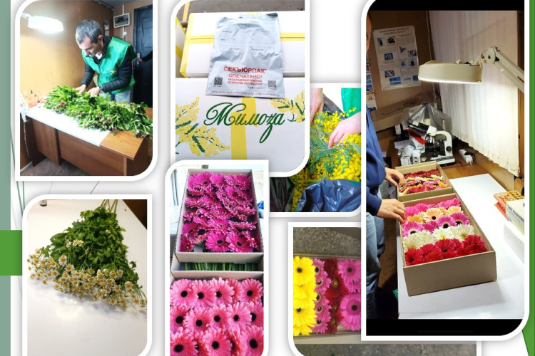 Почти 2,5 миллиона цветов исследовали эксперты Сочинского отделения ФГБУ «Краснодарская МВЛ» с начала года