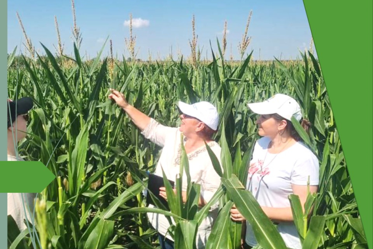 Полевые обследования посевов кукурузы провели специалисты Гулькевичской лаборатории