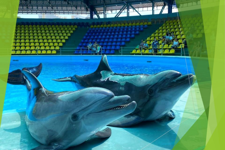 В июле ветеринарные врачи побывали в 13 дельфинариях и океанариумах Кубани