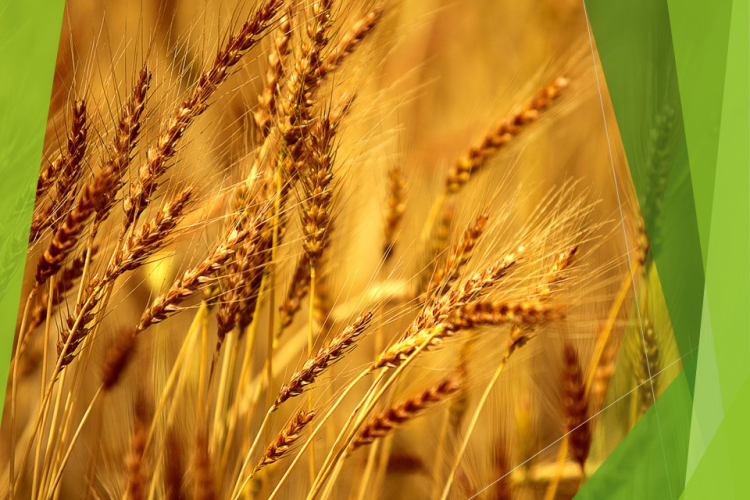 В Краснодарском крае собрали 11,3 миллионов тонн зерновых и зернобобовых