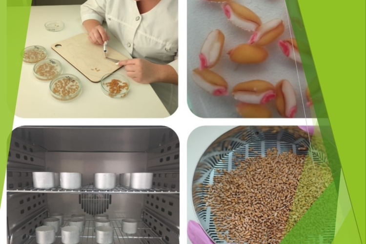В Темрюкскую лабораторию ФГБУ «Краснодарская МВЛ» поступило 35 партий семян пшеницы для оценки посевных качеств