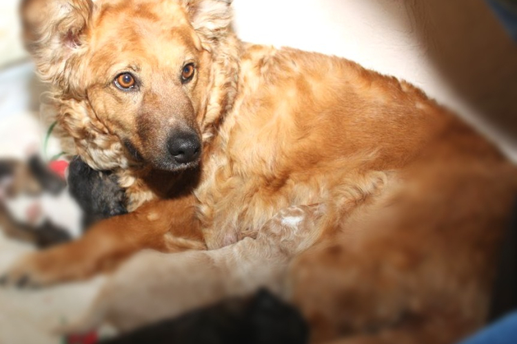 Новые случаи отравления собак в Краснодаре