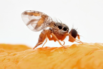 Опасный вредитель бахчевых культур – дынная муха
