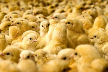 Беломышечная болезнь особо опасна для цыплят