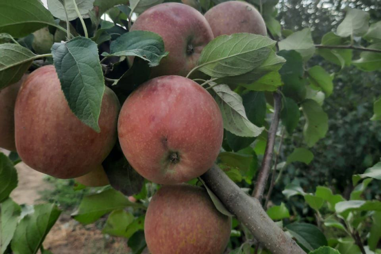 Яблоневый сад посетили эксперты Новокубанского отделения