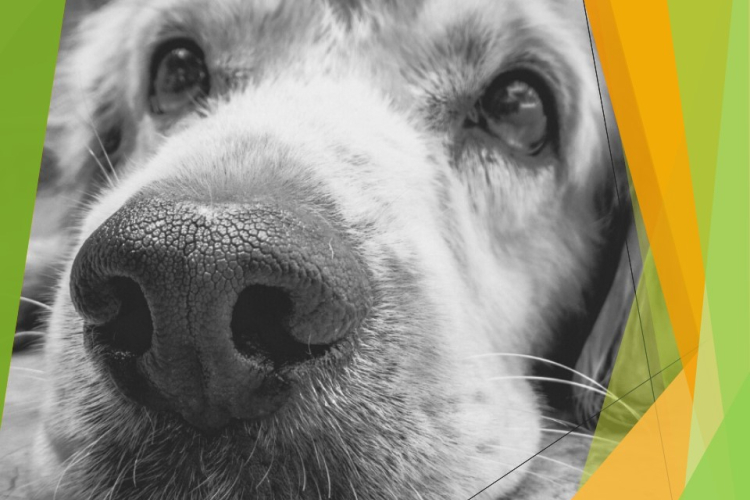 Новые случаи отравления собак в Краснодаре