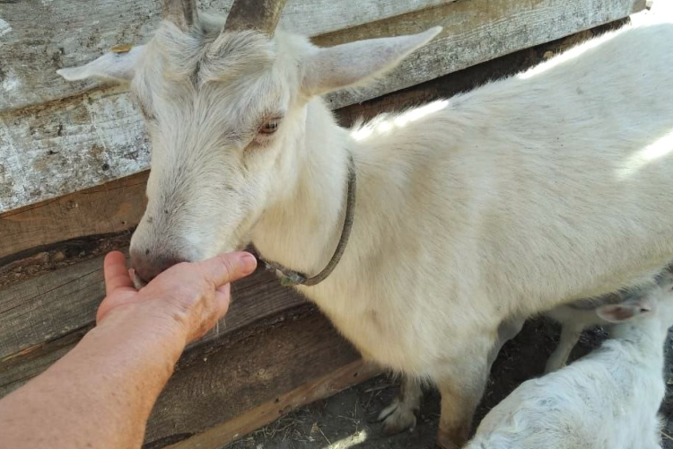 Здоровье животных зависит от корма