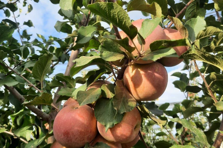 Какие исследования почв лучше проводить осенью?