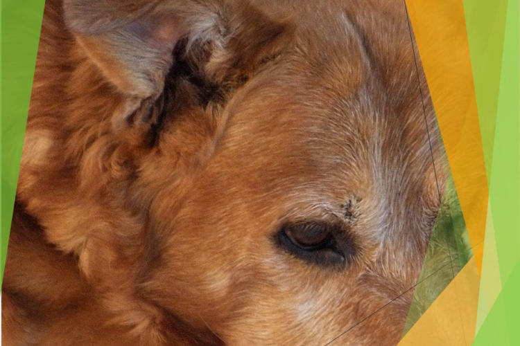 Перитонит у собаки подтвержден лабораторно