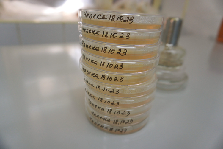 Грибы, которые помогают растениям