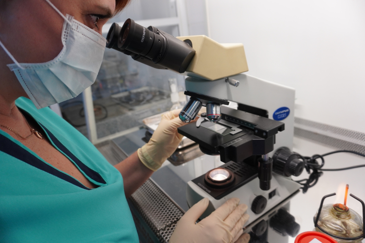 В ФГБУ «Краснодарская МВЛ» впервые проведено цитологическое исследование костного мозга собаки