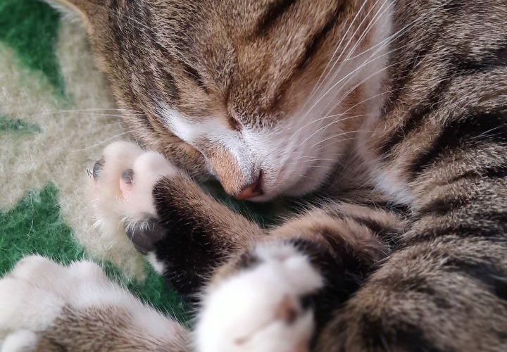 Причиной гибели кота стала кардиомиопатия