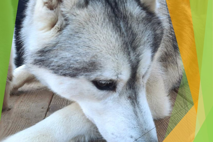 Скрытая форма пироплазмоза обнаружена у четырёхмесячного щенка