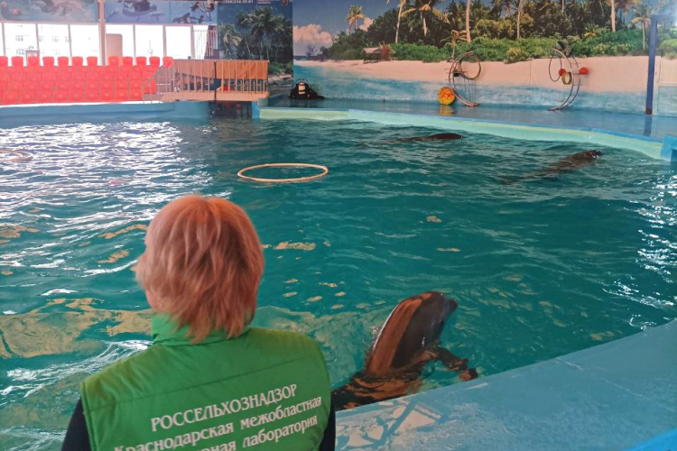 Среда обитания морских артистов вновь прошла проверку на качество