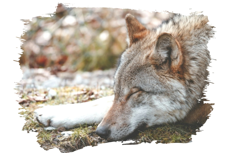 Лабораторно подтверждена причина гибели собаки породы чехословацкий влчак