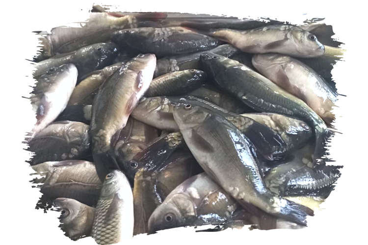 Для чего нужны плановые диагностические испытания?