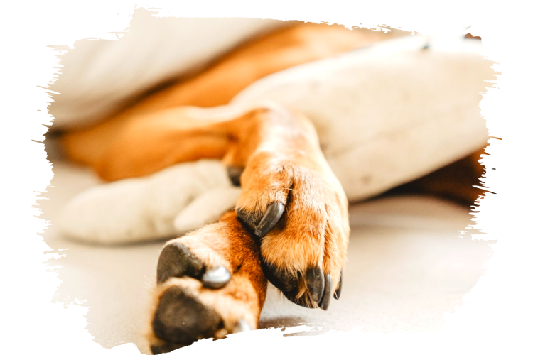 Токсокароз обнаружен у собаки