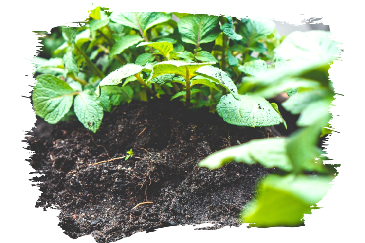 Какую важную роль играют микроэлементы в почве?