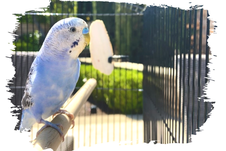 О чем следует знать владельцам попугаев