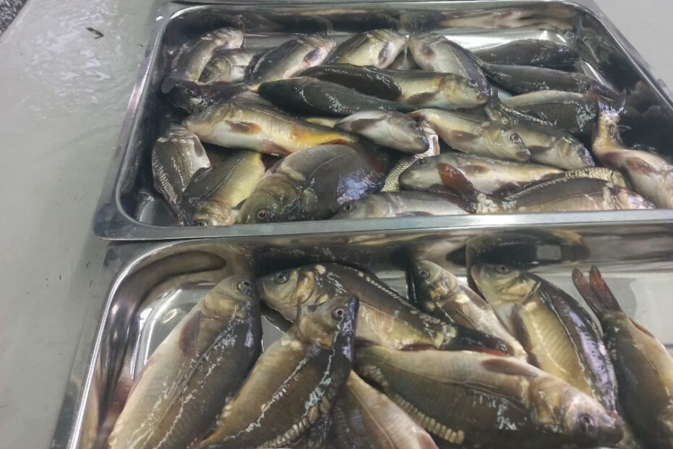 Свыше 1,6 тысяч рыб исследовали специалисты ФГБУ «Краснодарская МВЛ» за прошлый год