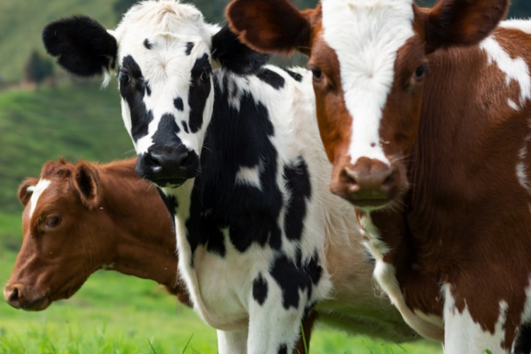 Эпизоотологическое значение прижизненной диагностики лейкоза крупного рогатого скота