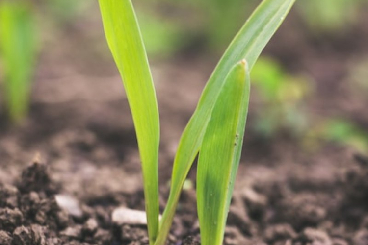 Итоги микробиологических исследований почвы за прошлый год подвели в Краснодарской МВЛ