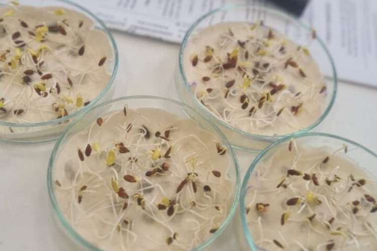 12 проб семян льна исследовали в Гулькевичской лаборатории
